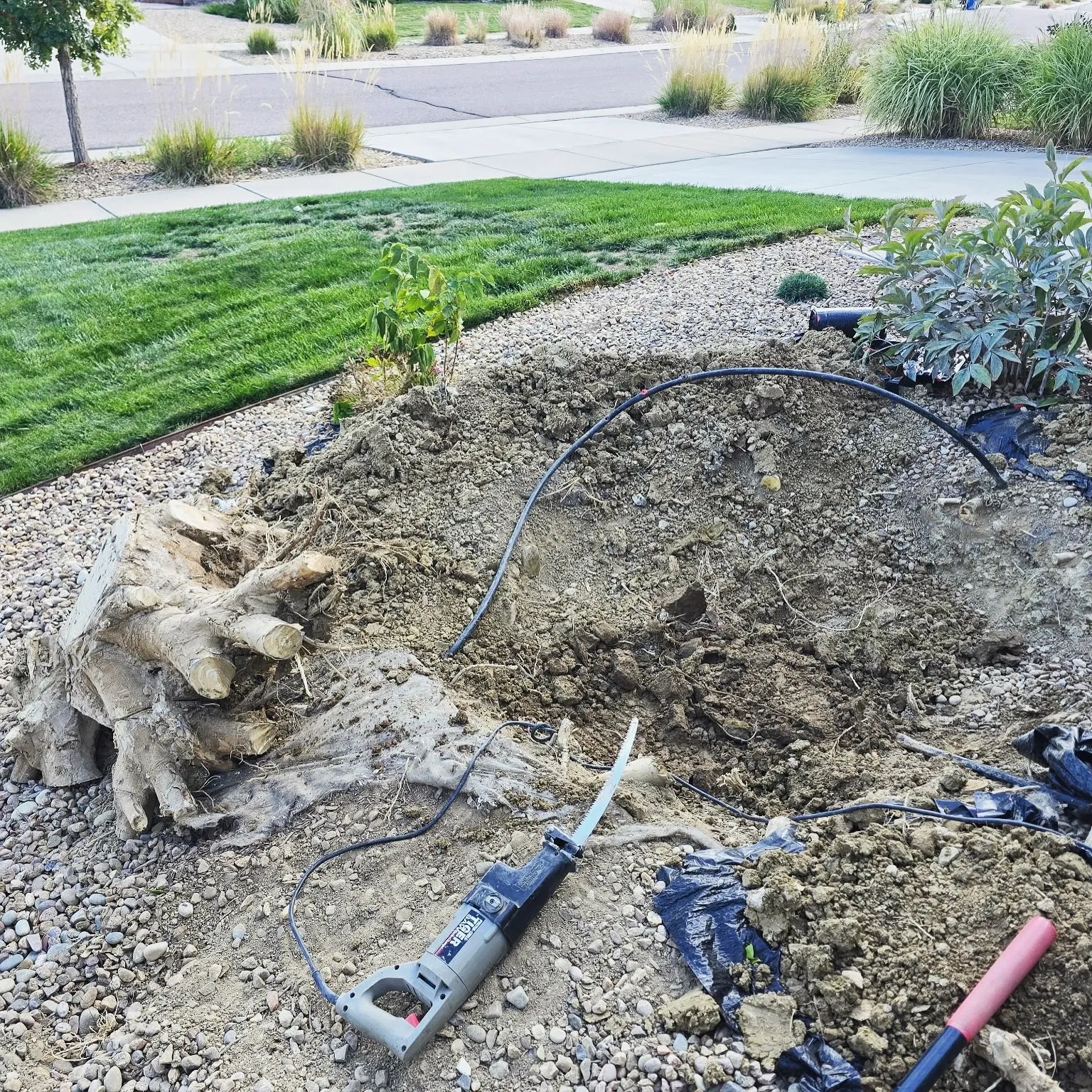 Pulled stump and root ball beside the excavated removal area