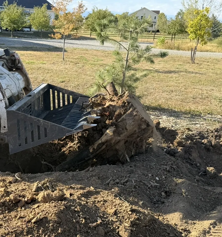 Skid steer with a grapple bucket pulling a large stump and root mass out of a yard where there is room for the machine