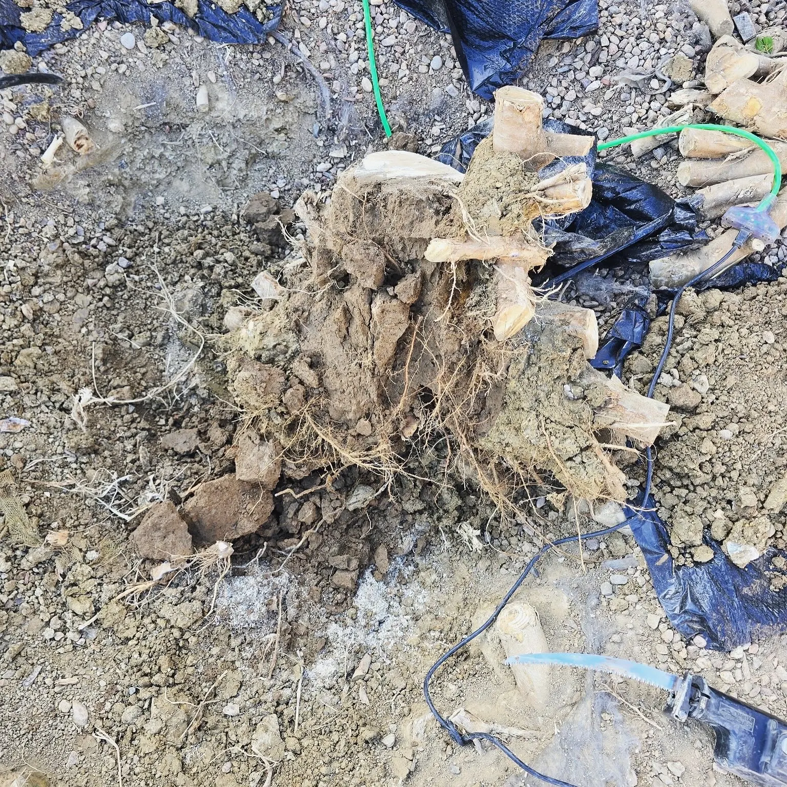 Close-up of a dense stump root ball full of clay soil after removal